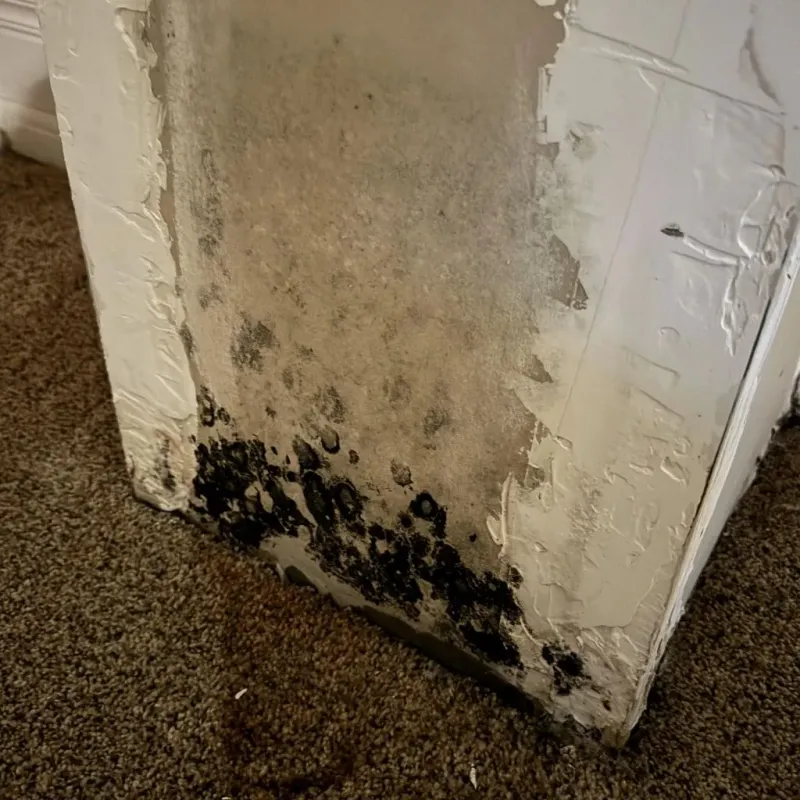 Professional Mold Removal in Concord, NC
